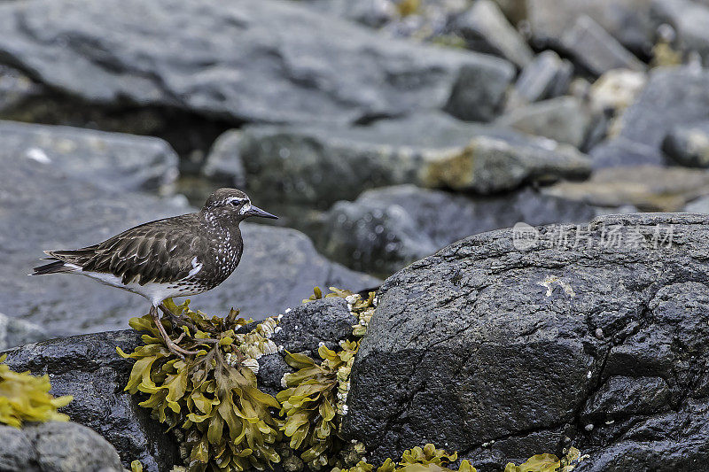 黑turnstone (Arenaria melanocephala)是一种小型涉水鸟类，发现于阿拉斯加卡特迈国家公园。